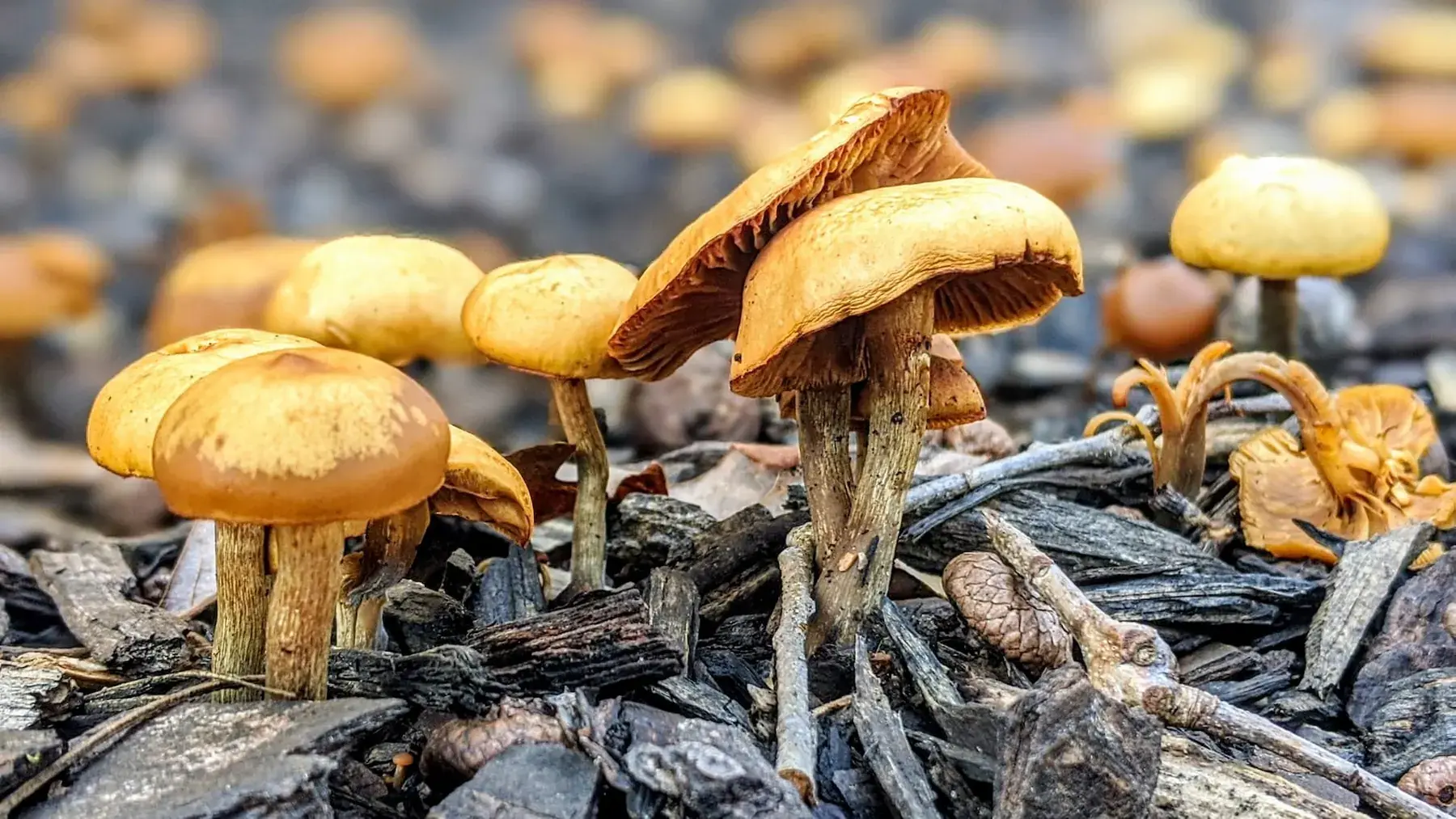 Mushrooms growing in wood chips
