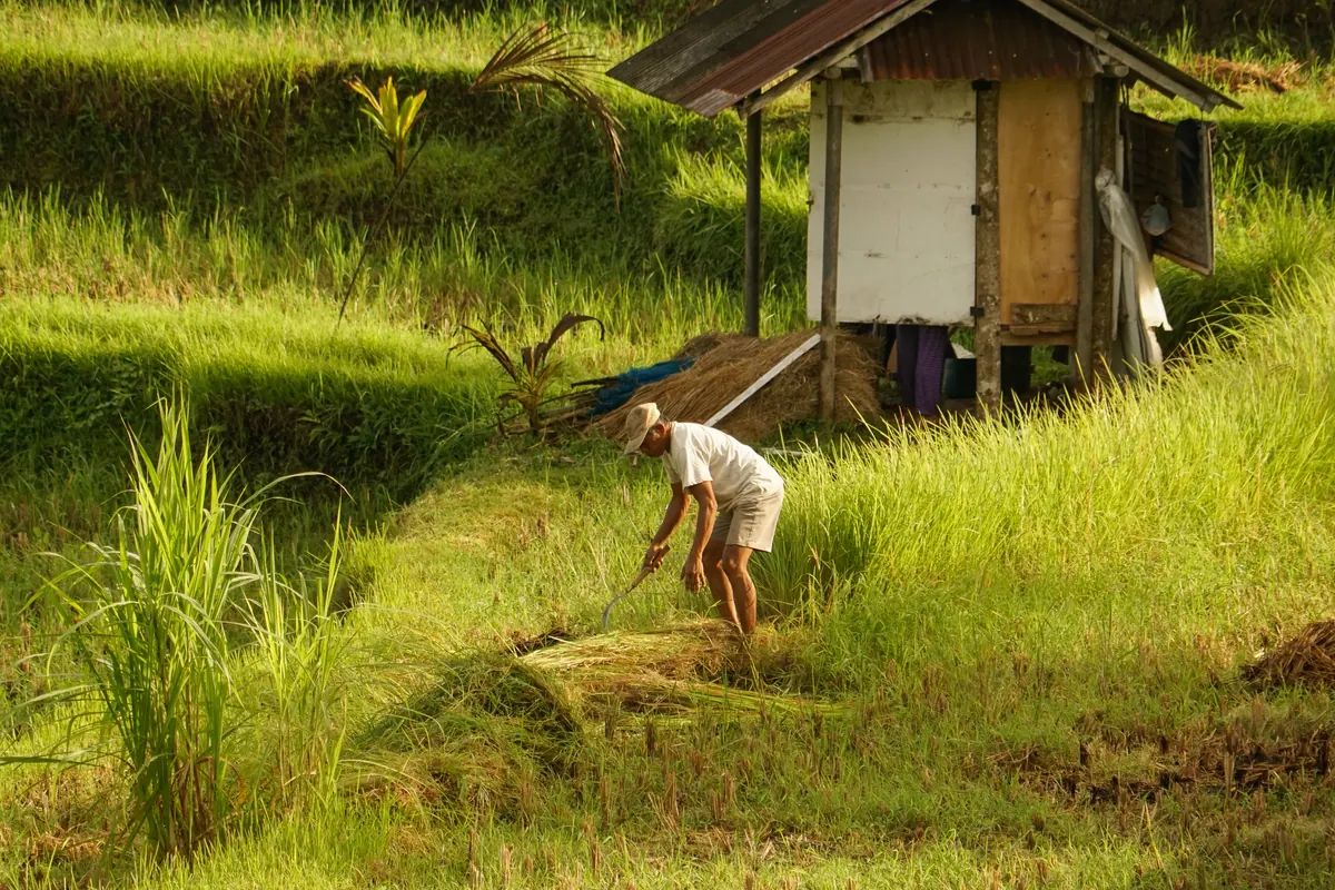 A farmer cutting rice by hand in a green terraced field, Bali