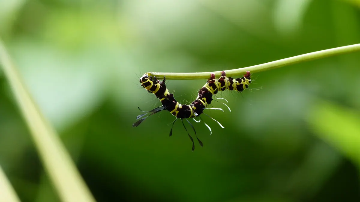 A striped caterpillar suspended from the tip of a green stem