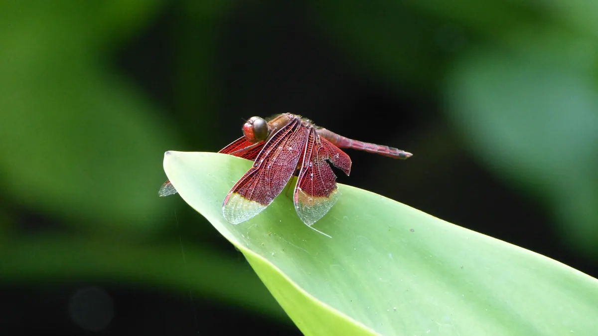 A red dragonfly balanced on the folded edge of a tropical leaf
