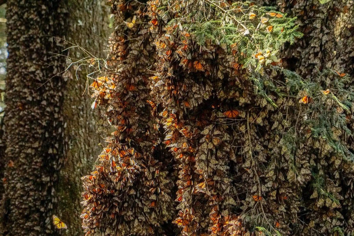 Thousands of monarch butterflies clustered on fir trunks and branches at a mountain sanctuary