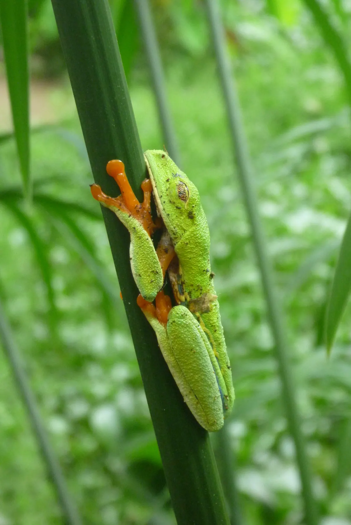 A tiny green tree frog clinging to a vertical reed