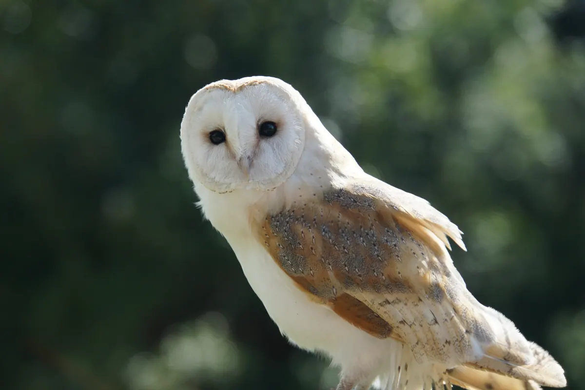 A barn owl poised against a deep green background