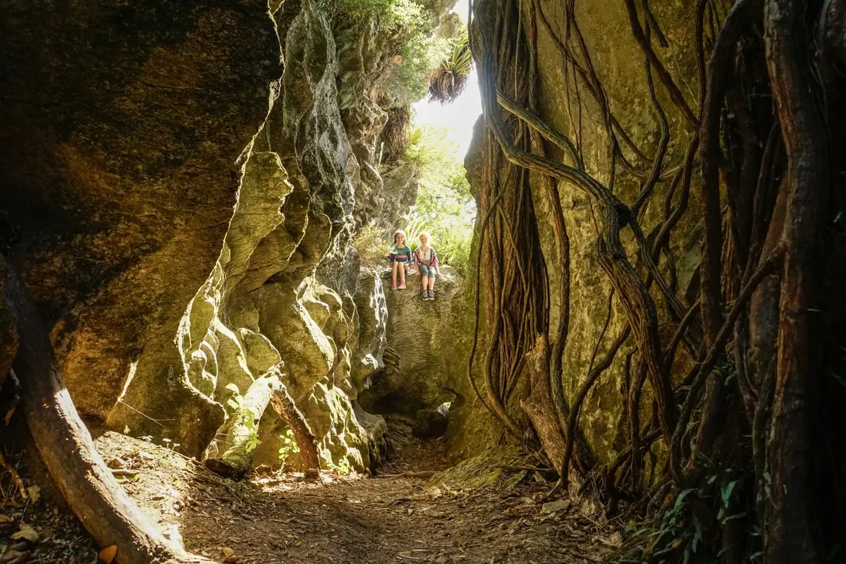 Light spilling into the hollow of an ancient banyan tree