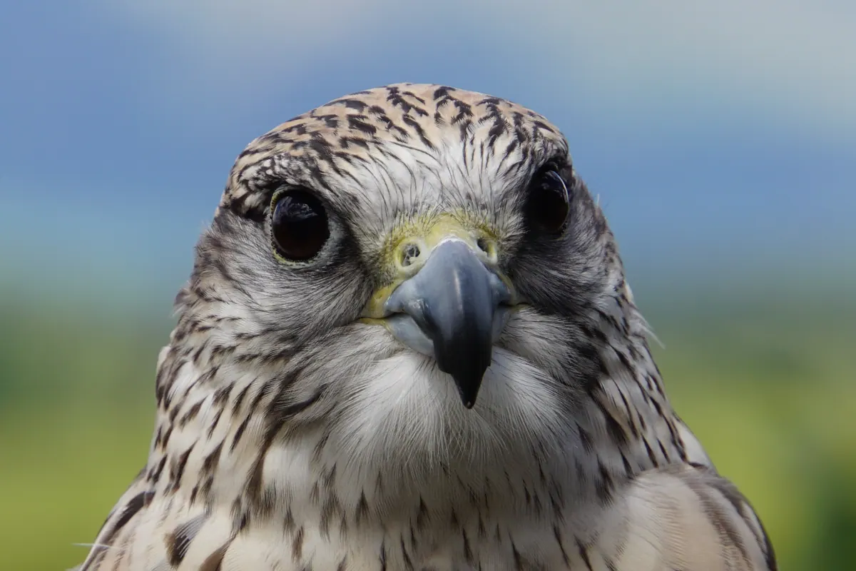 A kestrel looking directly into the camera against a soft blue background