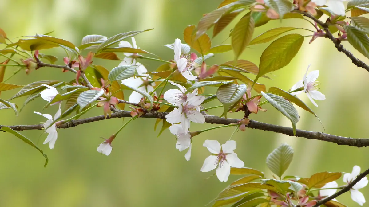 Delicate cherry blossoms glowing in soft spring light