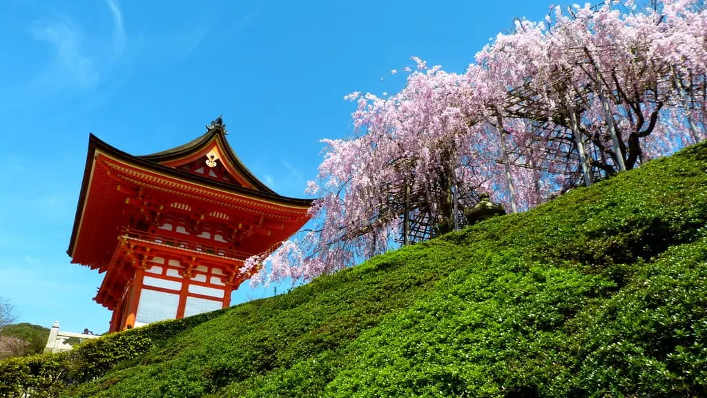 A red temple beneath blossoming cherry trees, Japan