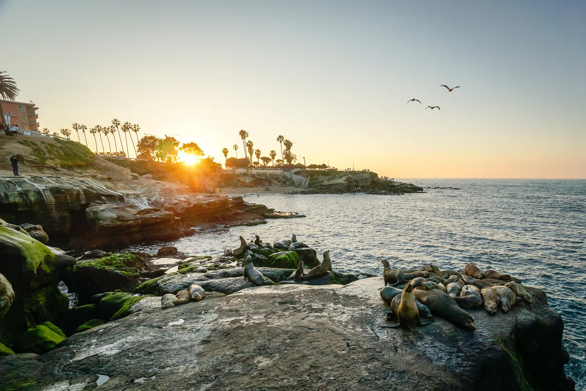 Sea lions resting on the rocks at La Jolla Cove as the sun sets behind the palms