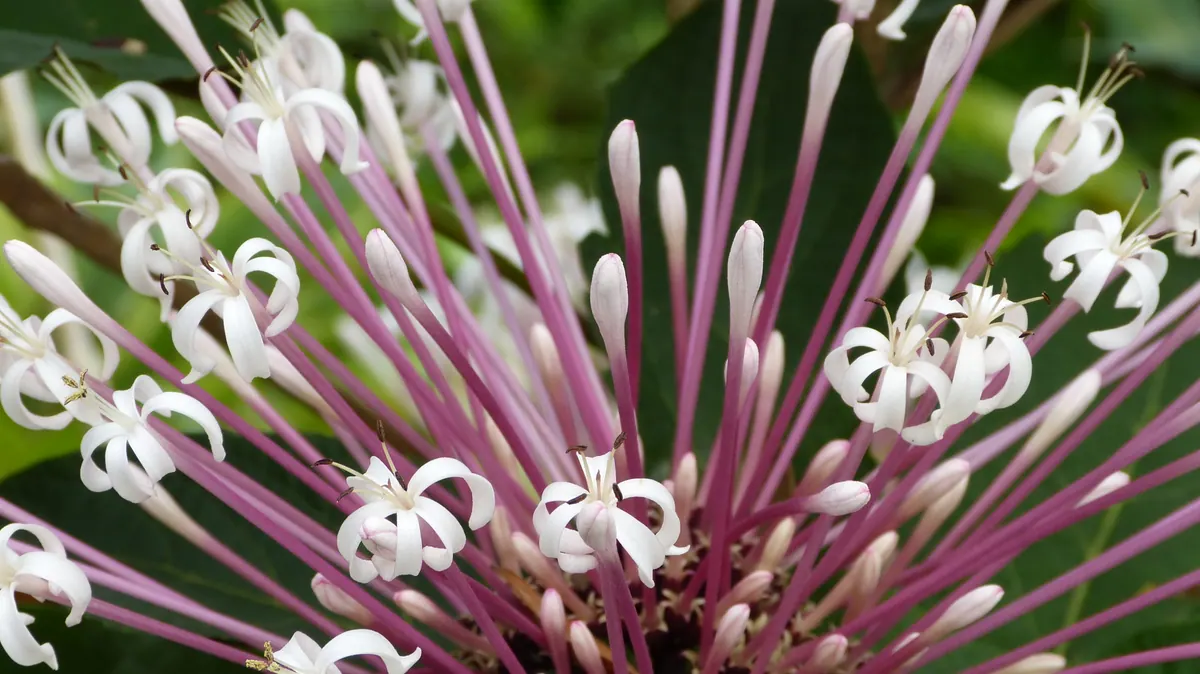 White tropical florets radiating from a deep purple center