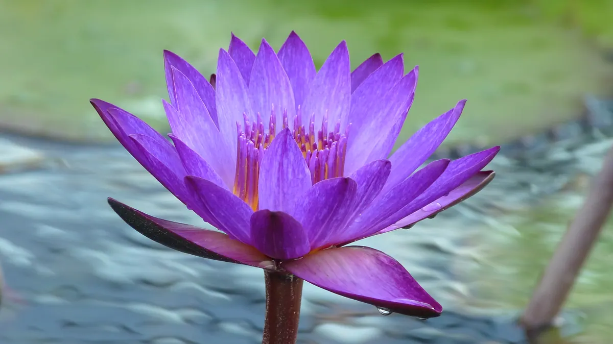 A violet water lily floating above a garden pond