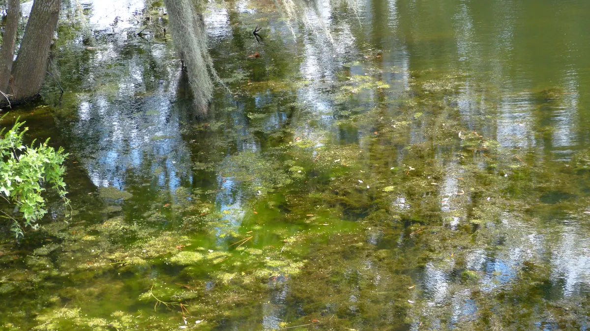Cypress trees and hanging moss reflected in a New Orleans swamp