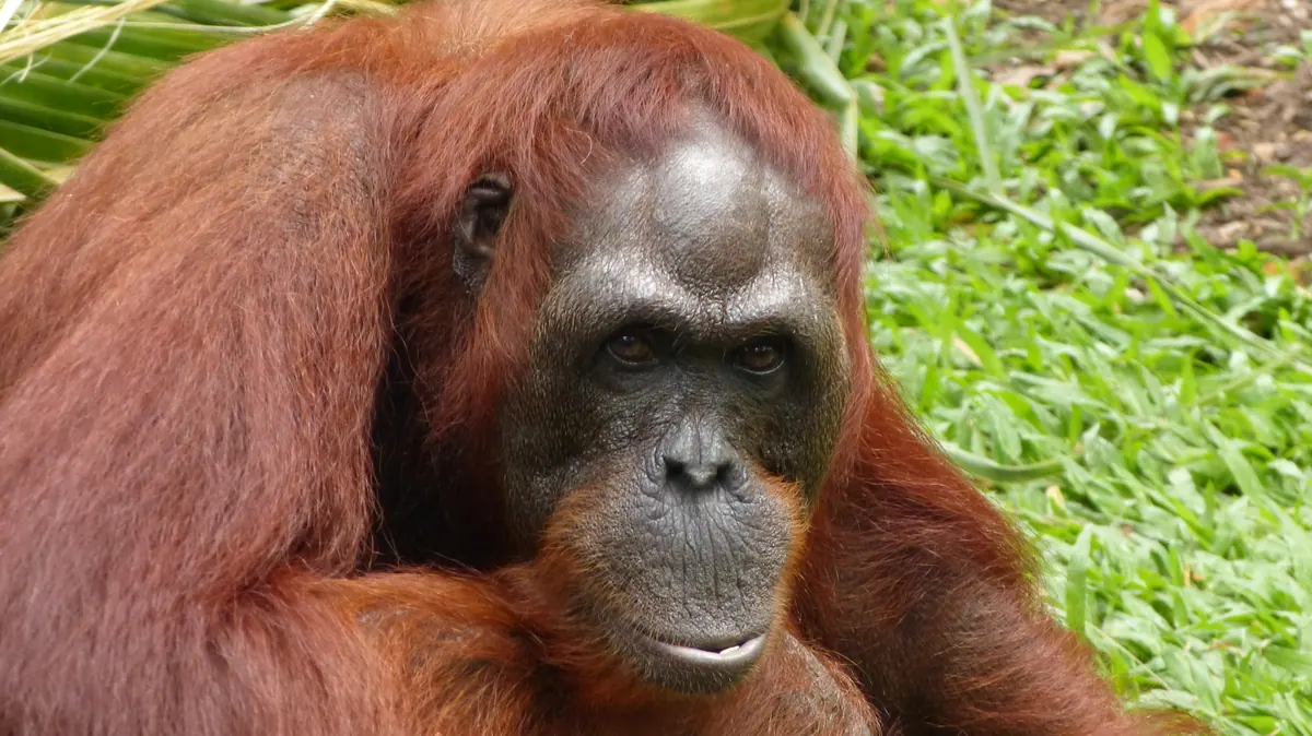 An orangutan resting in the green forest of a Malaysian sanctuary