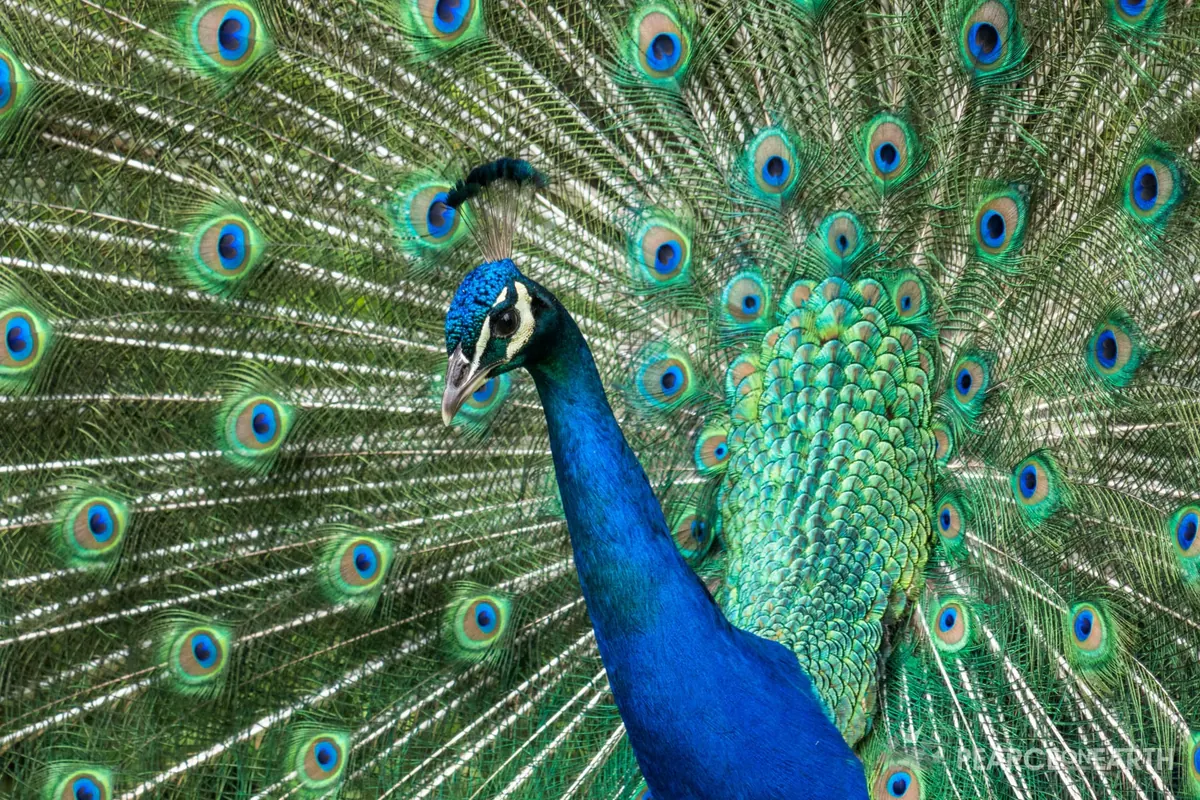 A peacock in full display, tail fanned in iridescent blues and greens, Portugal