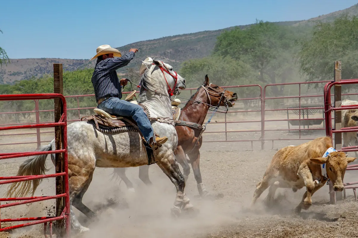 A charro on a rearing horse driving cattle through a dusty corral, Mexico