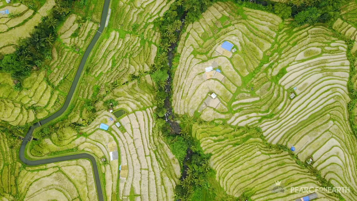An aerial view of emerald rice terraces