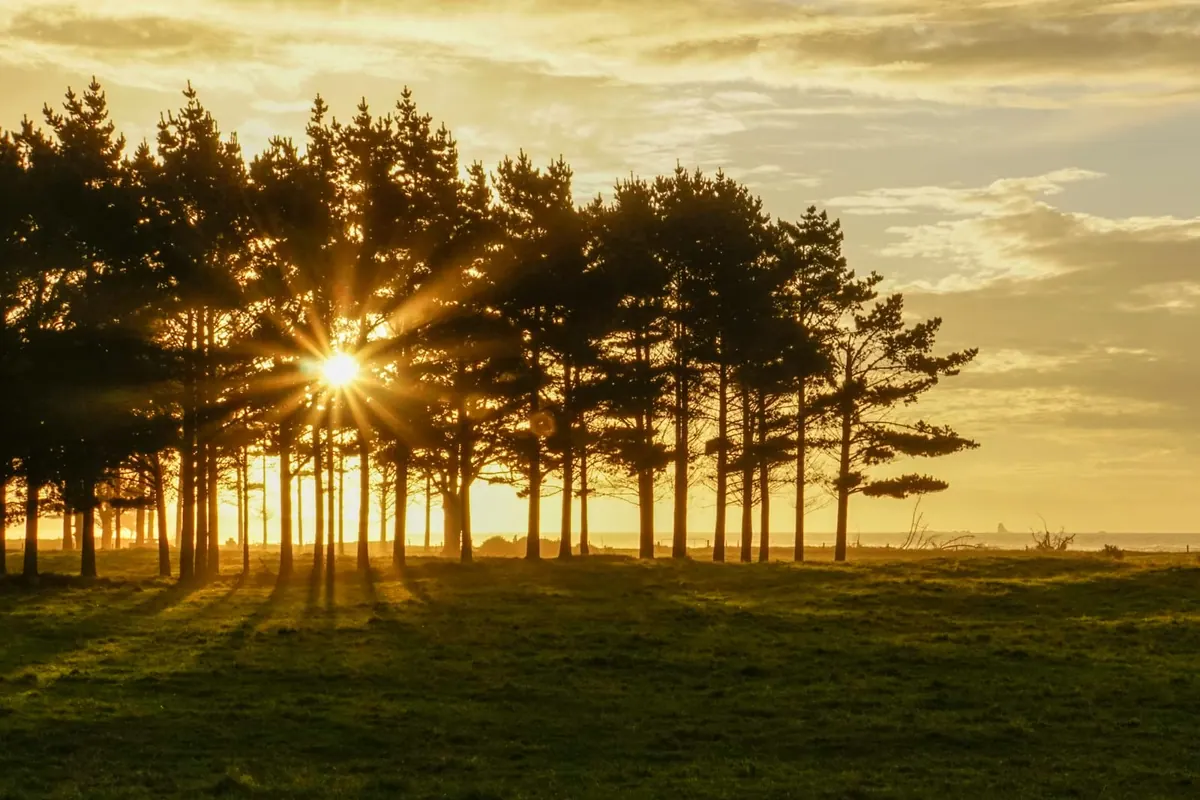 A sunburst through a row of trees at first light, New Zealand