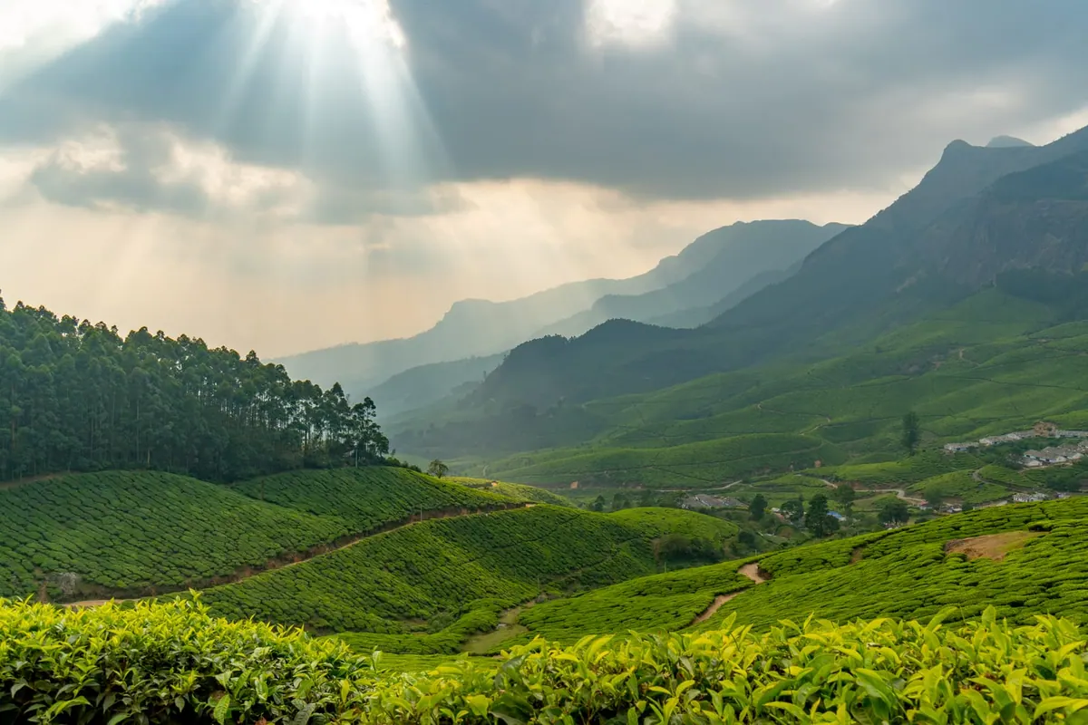 Sunbeams breaking over misty tea-terraced hills