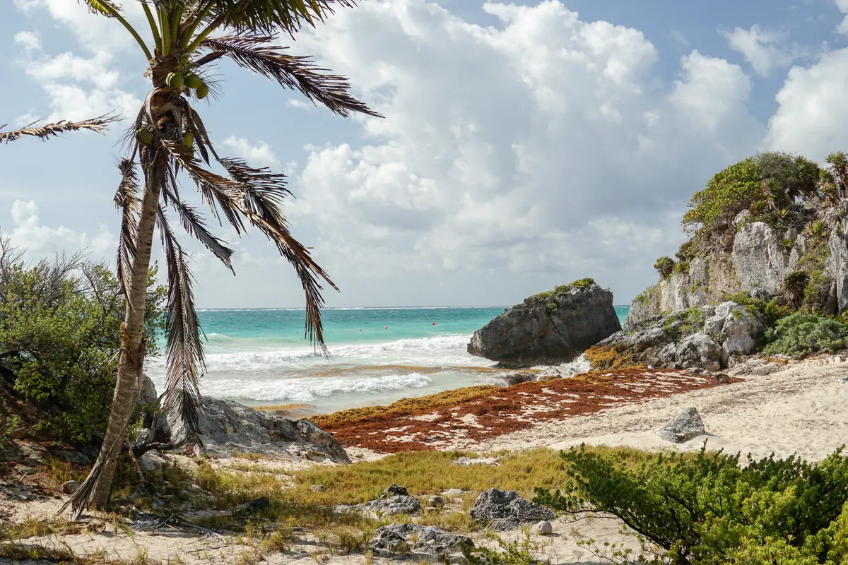 A leaning palm above a turquoise cove below the cliffs at Tulum