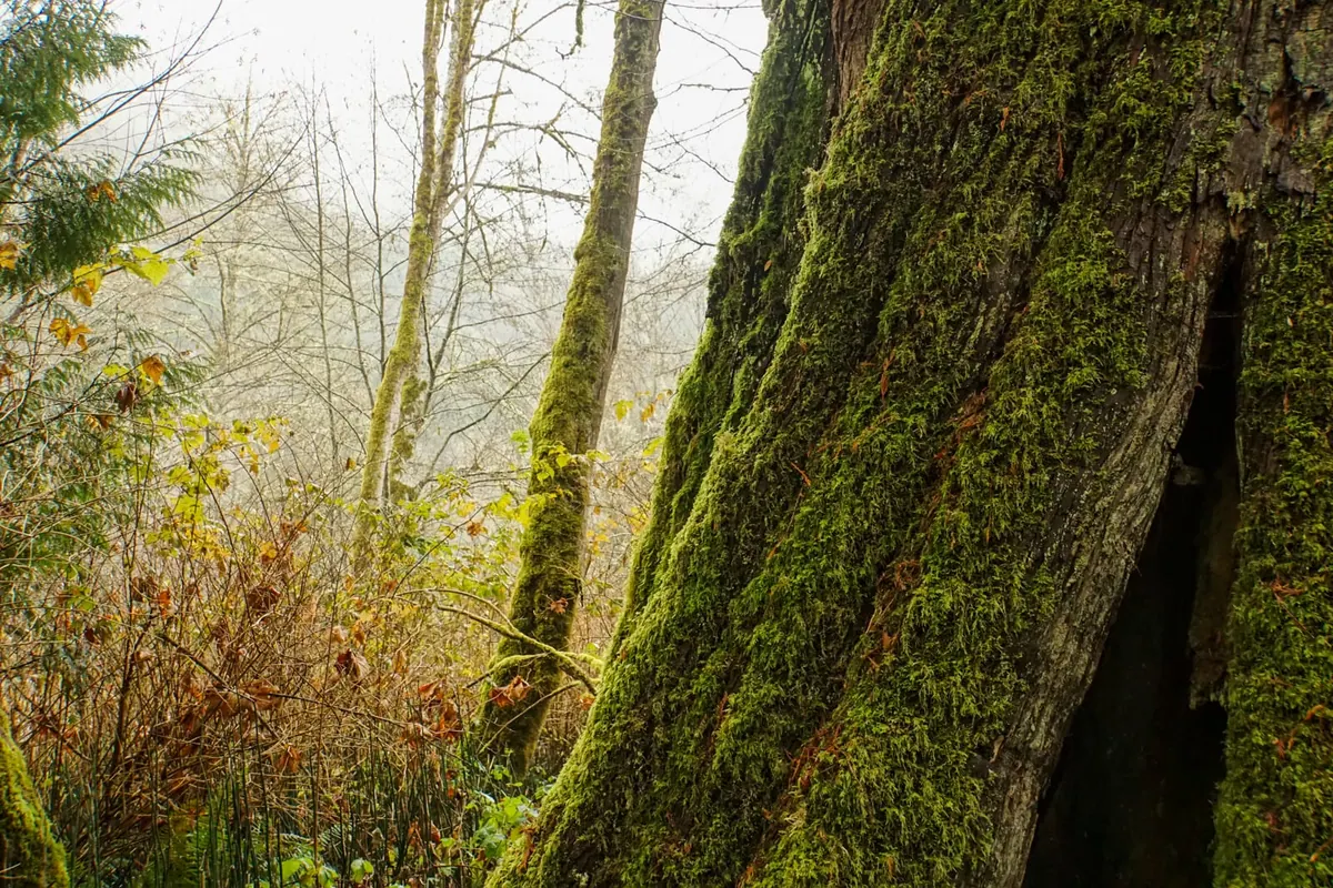 Moss-cloaked trees in a temperate rainforest