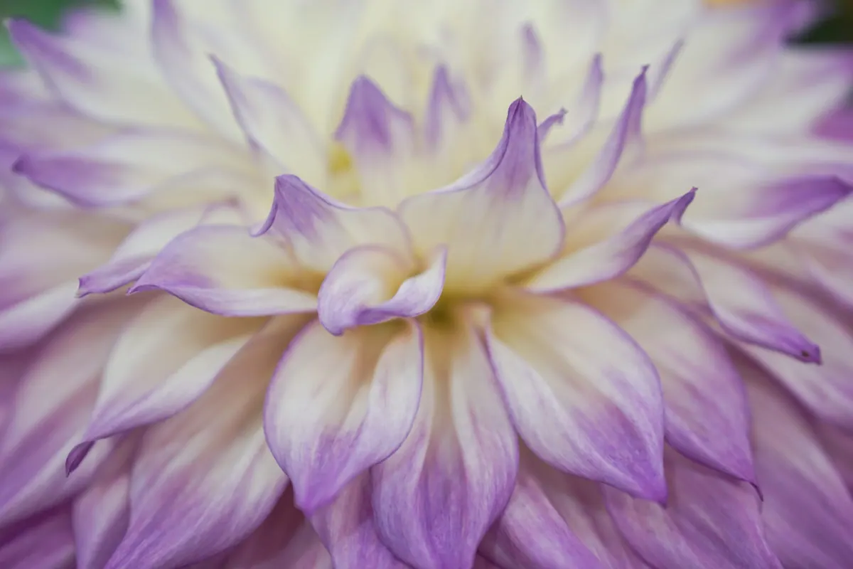 The layered petals of a dahlia in bloom