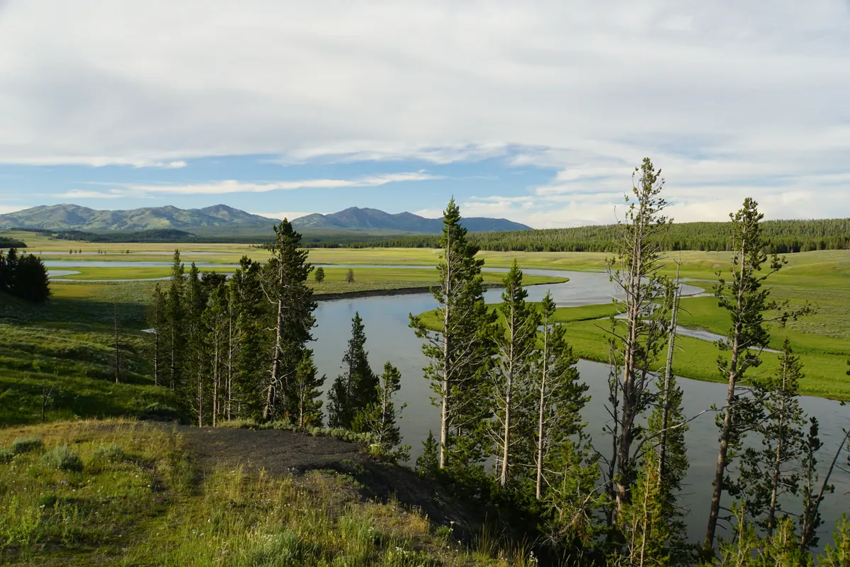 A river winding through the broad green floor of Hayden Valley